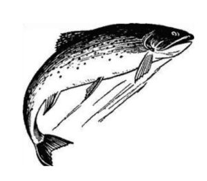 Image of fish